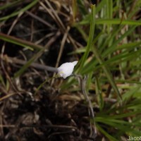 Utricularia caerulea L.